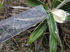 Celmisia spectabilis