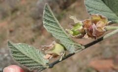 Convolvulus natalensis