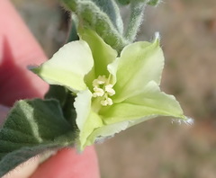 Convolvulus natalensis