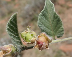 Convolvulus natalensis