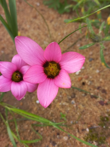 Romulea biflora