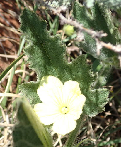 Image of Cucumis hirsutus by (c) Nicola van Berkel, some rights reserved (CC BY-SA)