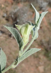 Convolvulus natalensis
