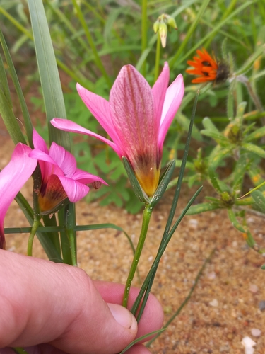 Romulea biflora