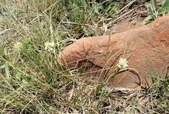 Cyperus niveus leucocephalus