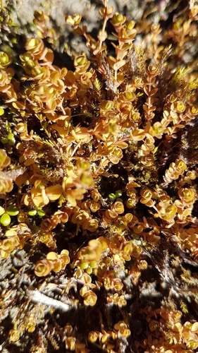 Hypericum rubicundulum (Hypericum rubicundulum)