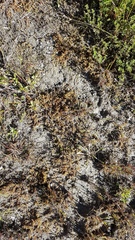 Hypericum rubicundulum