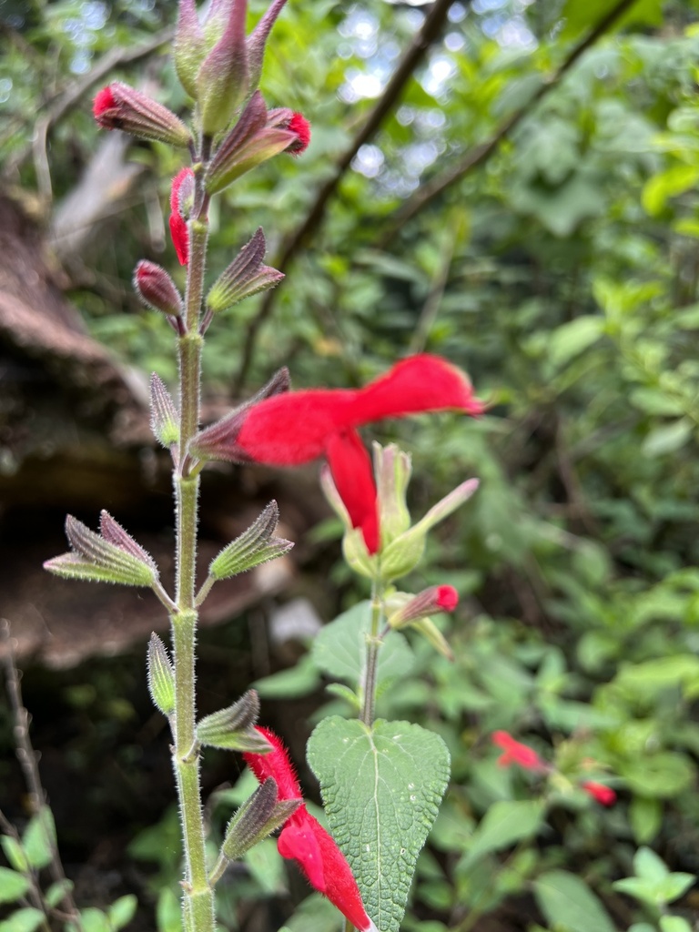 Cardinal Sage from Parque Nacional Desierto de los Leones, Álvaro ...