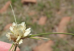 Cyperus niveus leucocephalus