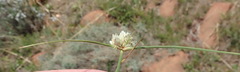 Cyperus niveus leucocephalus
