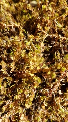 Hypericum rubicundulum