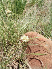 Cyperus niveus leucocephalus