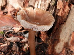 Agaricales