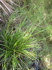 Carex flagellifera