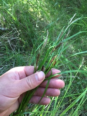 Carex flagellifera