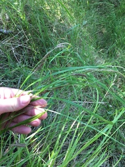 Carex flagellifera