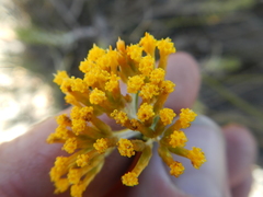 Helichrysum hamulosum