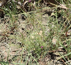 Jamesbrittenia aurantiaca