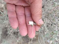 Asphondylia floccosa