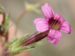 Jamesbrittenia aurantiaca