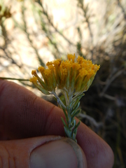 Helichrysum hamulosum