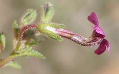 Jamesbrittenia aurantiaca