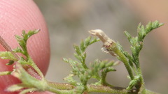Jamesbrittenia aurantiaca