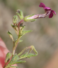 Jamesbrittenia aurantiaca