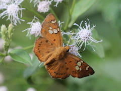 Coladenia indrani