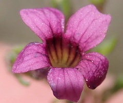 Jamesbrittenia aurantiaca