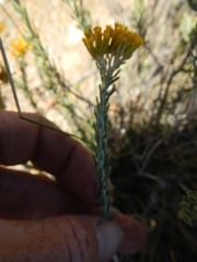 Helichrysum hamulosum