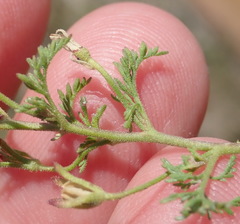 Jamesbrittenia aurantiaca