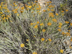 Helichrysum hamulosum