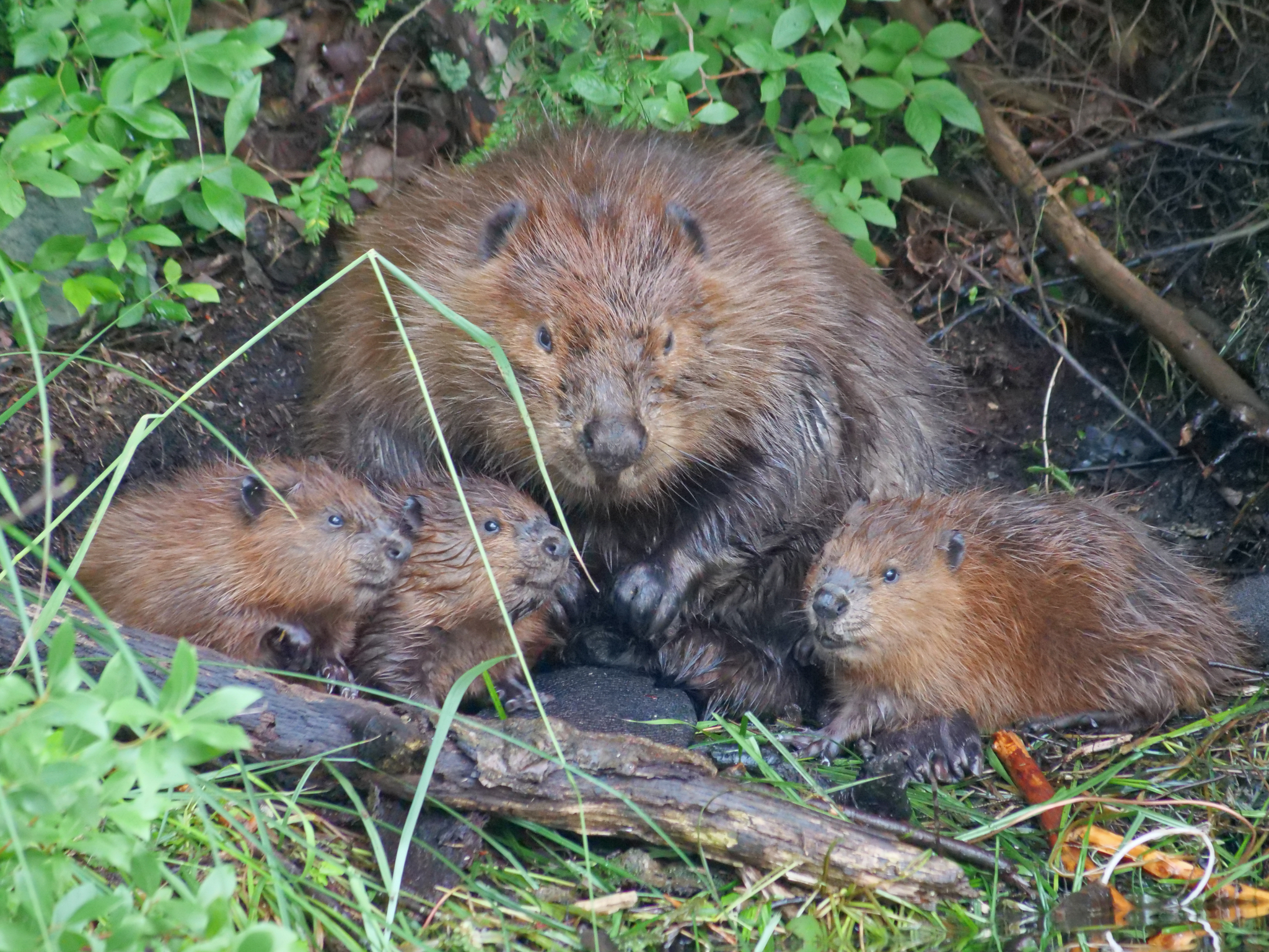 Photo credit: Susan Elliott via iNaturalist