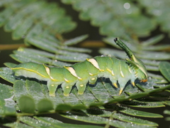 Polyura