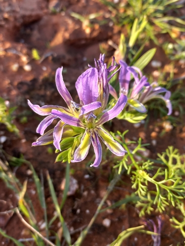 Dwarf Bobbejaantjie (Babiana salteri)