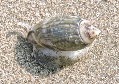 Agaronia gibbosa