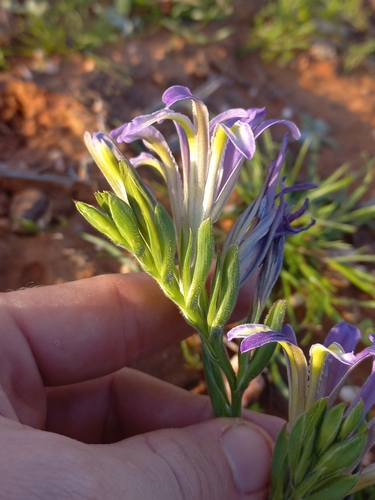 Babiana salteri
