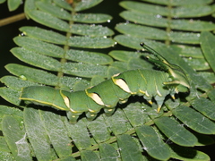 Polyura
