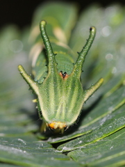 Polyura