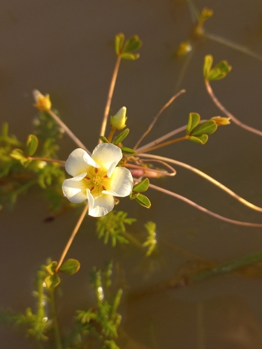 Image of Floating Sorrel (Oxalis dines) by (c) Brian du Preez, some rights reserved (CC BY-SA)
