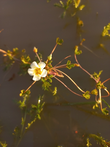 Image of Floating Sorrel (Oxalis dines) by (c) Brian du Preez, some rights reserved (CC BY-SA)