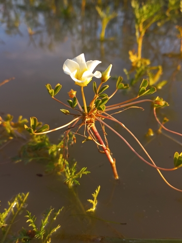 Image of Floating Sorrel (Oxalis dines) by (c) Brian du Preez, some rights reserved (CC BY-SA)
