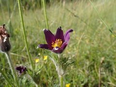 Pulsatilla