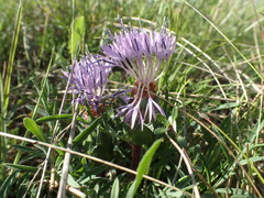 Carthamus mitissimus