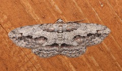 Iridopsis pergracilis