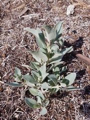 Atriplex cinerea