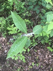 Viburnum cassinoides image