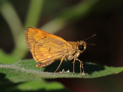 Oriens goloides