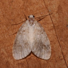 Clemensia ochreata